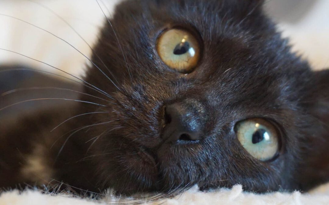 katze-als-haustier