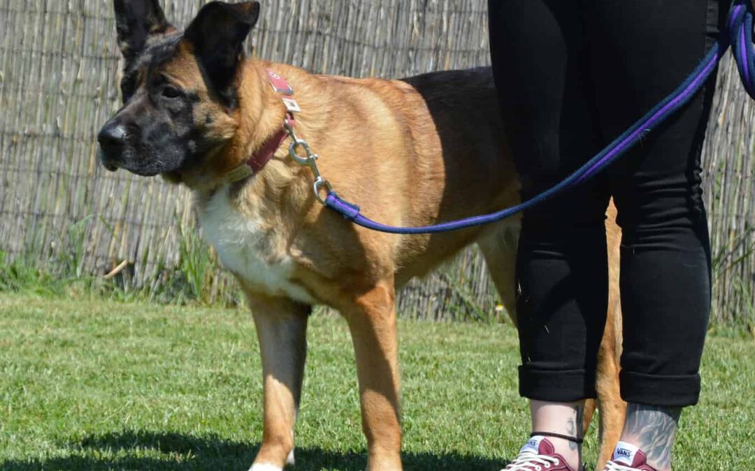 Hund an der Leine mit Halterin