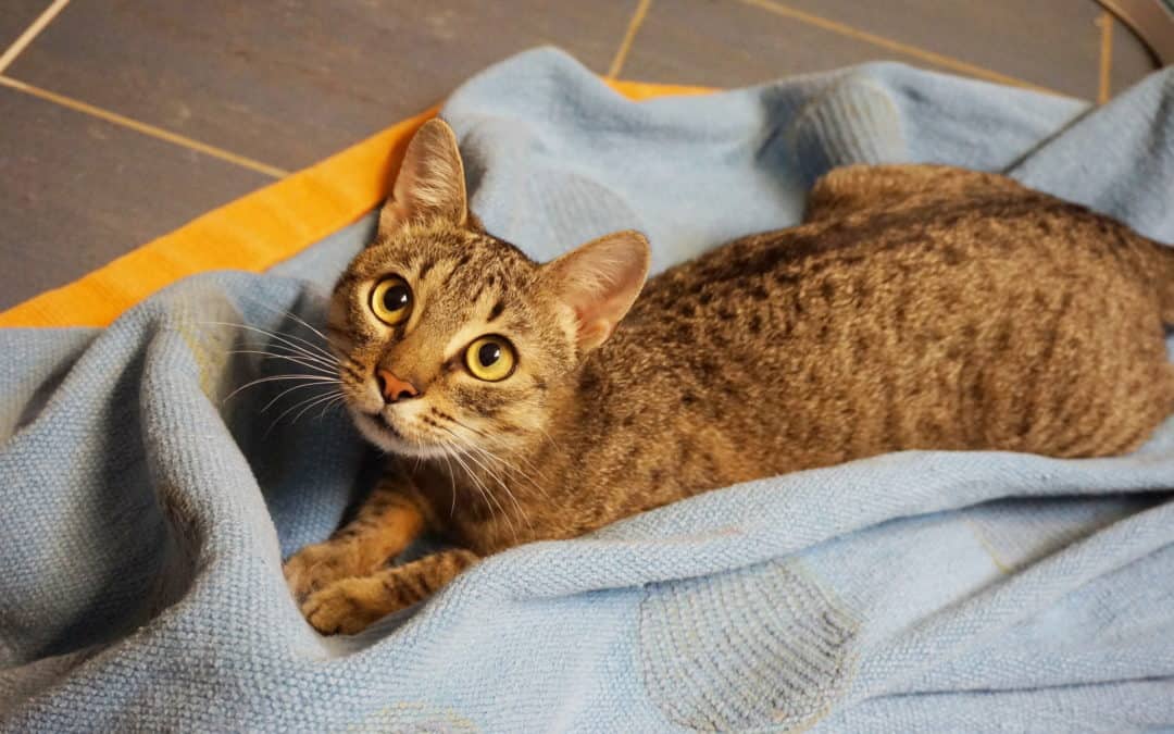 Große Gefahr bei Katzen durch Fensterstürze