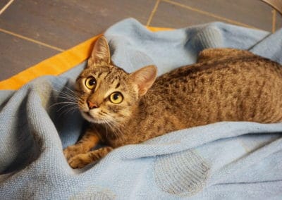 Große Gefahr bei Katzen durch Fensterstürze