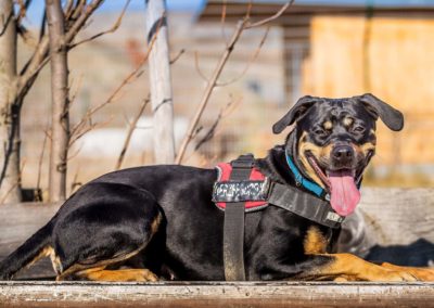 Kostenlose Registrierung von Hunden und Katzen aus dem TierQuarTier Wien