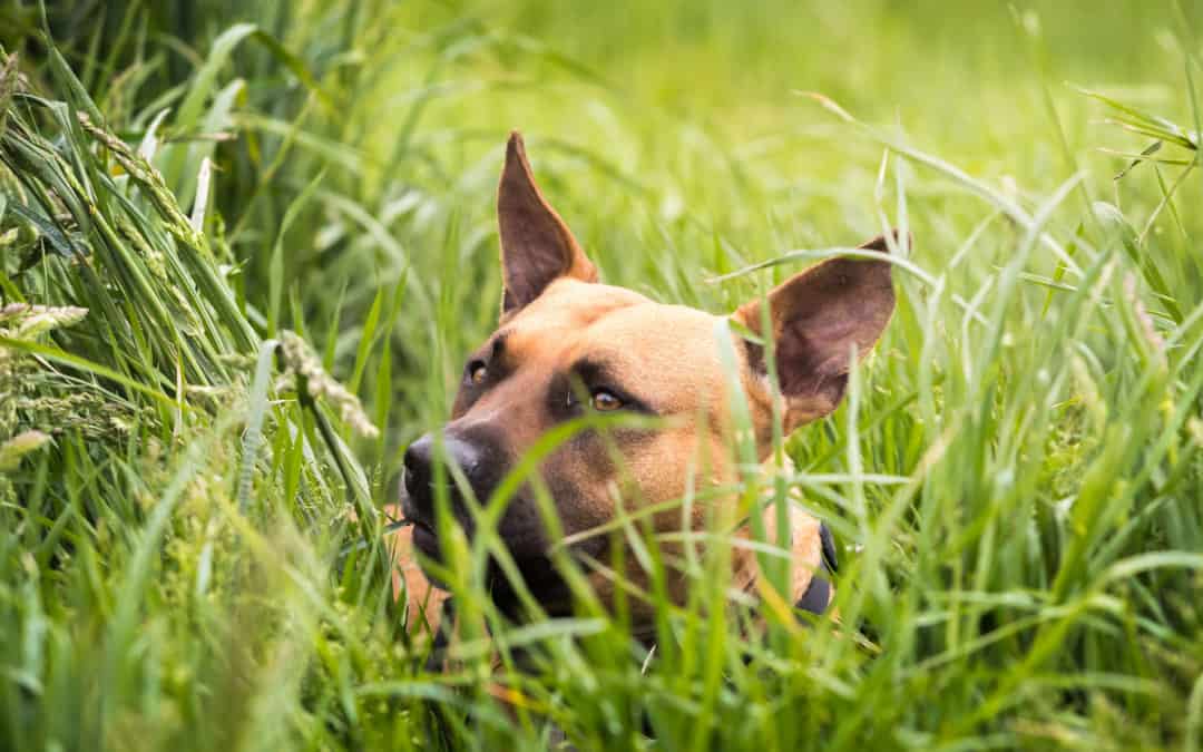 Chip-Pflicht bei Hunden