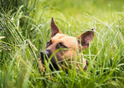 Chip-Pflicht bei Hunden