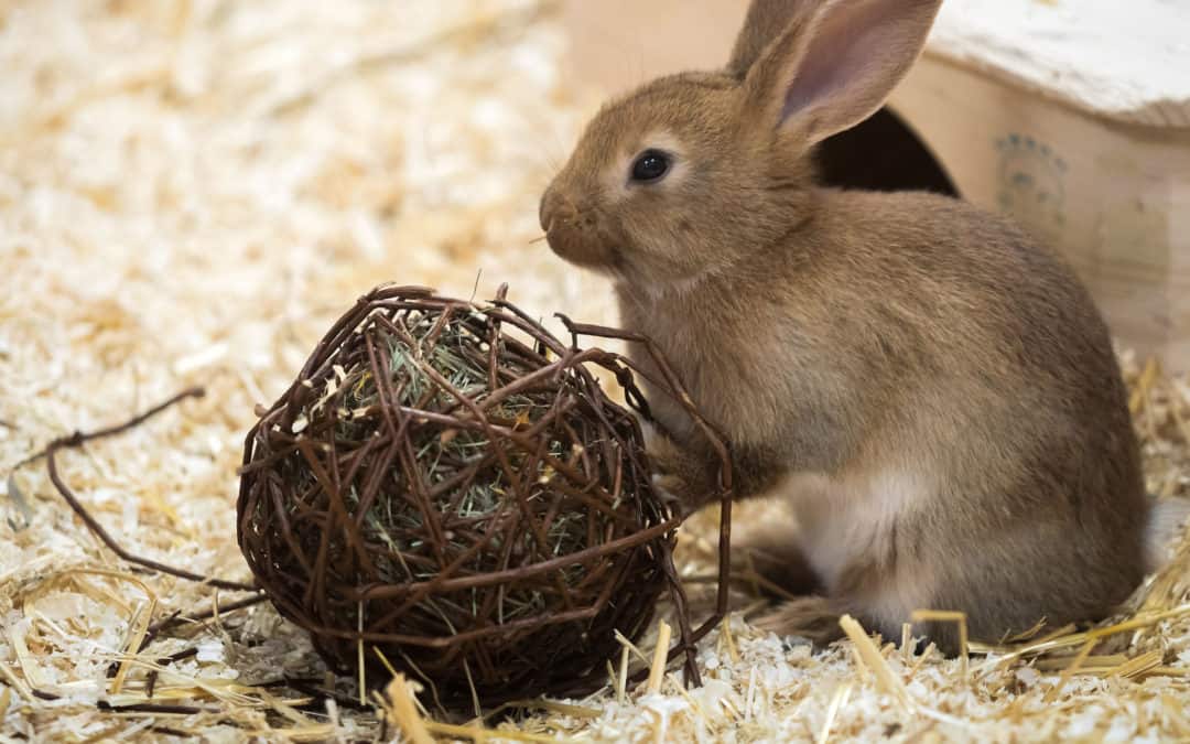 Infovideo: Die artgemäße Haltung von Meerschweinchen und Kaninchen