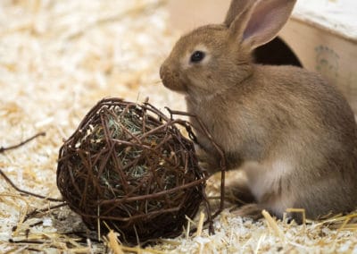 Infovideo: Die artgemäße Haltung von Meerschweinchen und Kaninchen