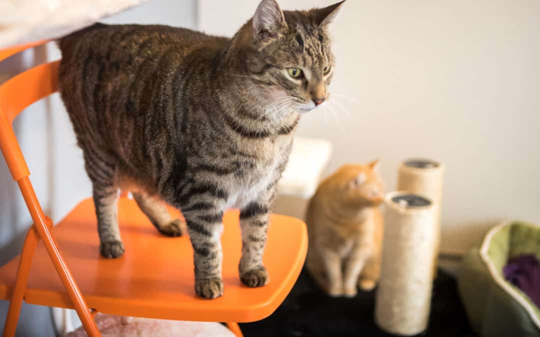 Katzenstreu verstopft Toiletten