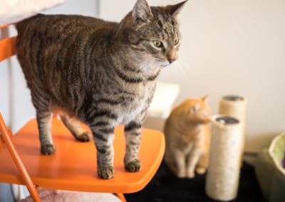 Katzenstreu verstopft Toiletten