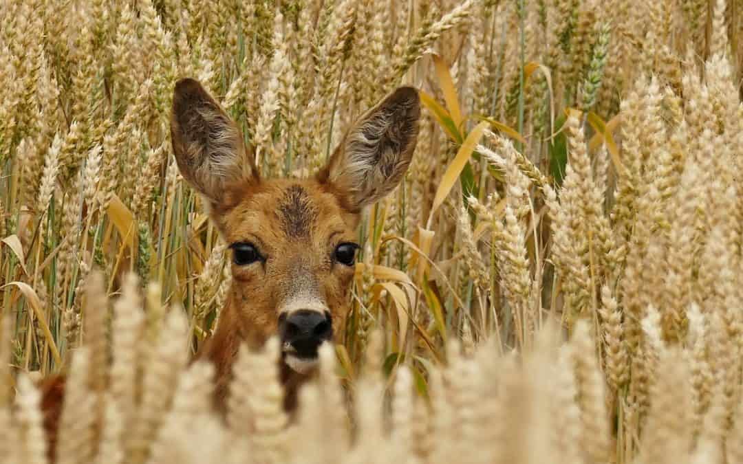 Wildtiere in der Stadt Wien