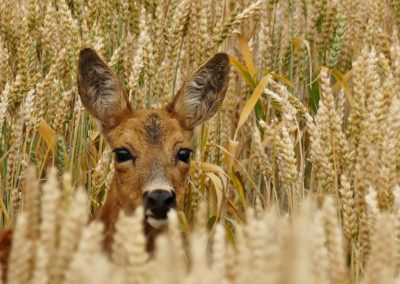 Wildtiere in der Stadt Wien