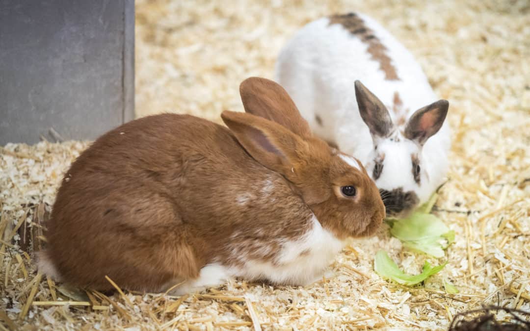 Tipps für die Außenhaltung von Kaninchen