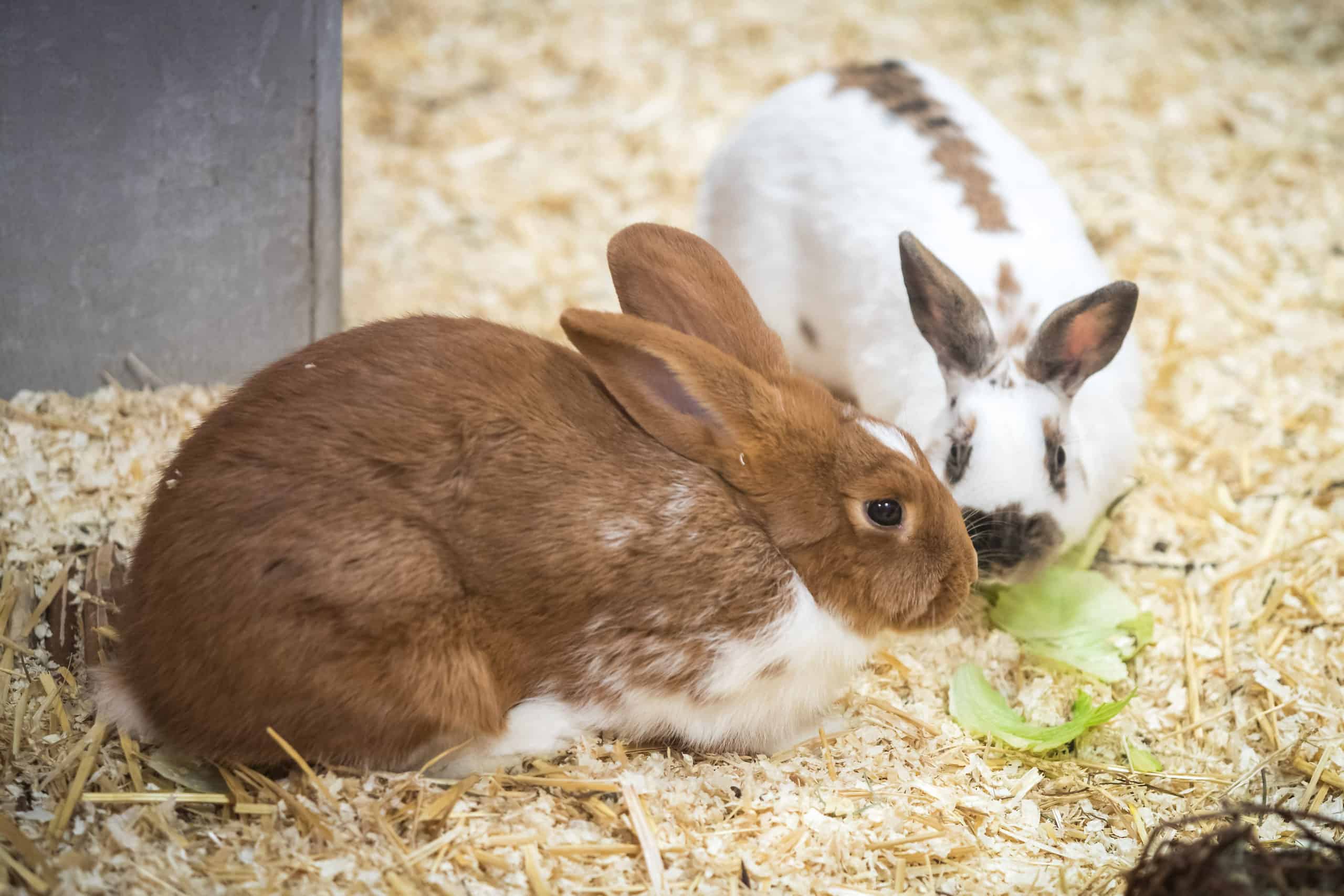 Tipps für die Außenhaltung von Kaninchen TierQuarTier Wien