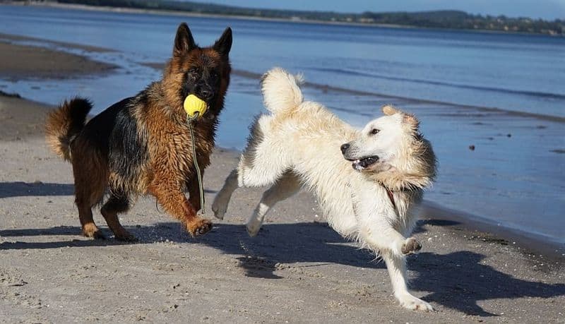 „Die Hundezeitung“ – Tipps für Baden mit Hund