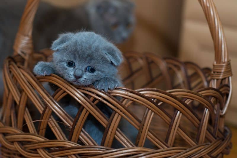 Vorsicht: Scottish Fold-Katzen sind Qualzucht!