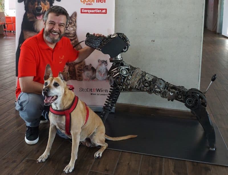 TierQuarTier-Wien_Metallhund_Thomas_Benda_Huendin_Bianca_ID30978-TierQuarTier-Wien