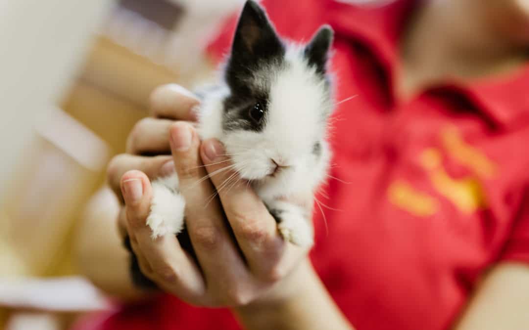 Informationen über die Haltung von Kaninchen