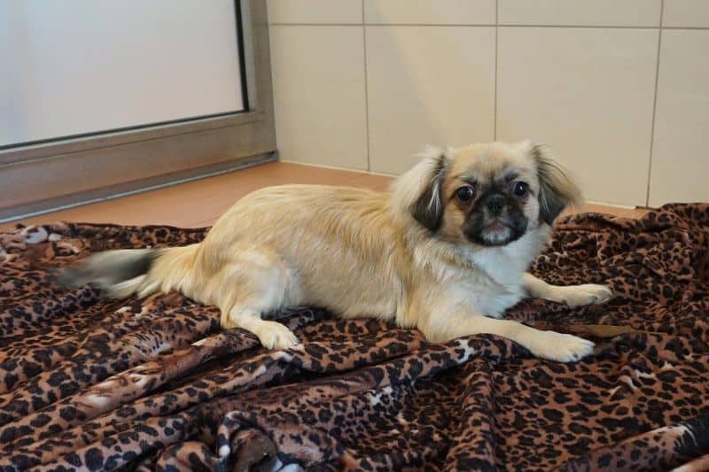 Pekingese-Welpe freilaufend gefunden