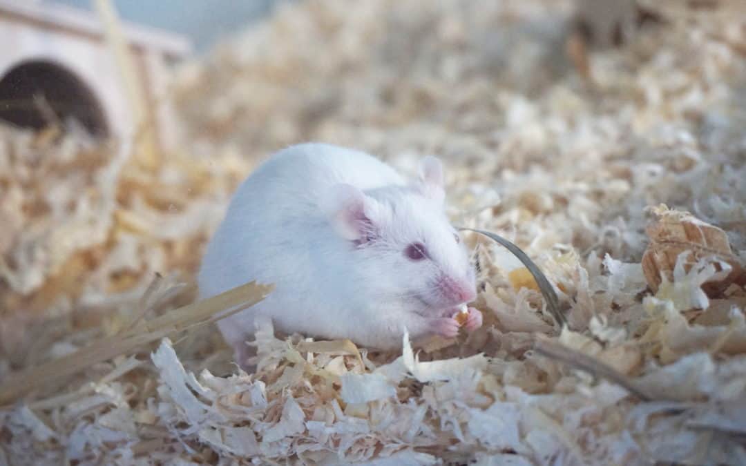 Informationen über die Haltung von Mäusen