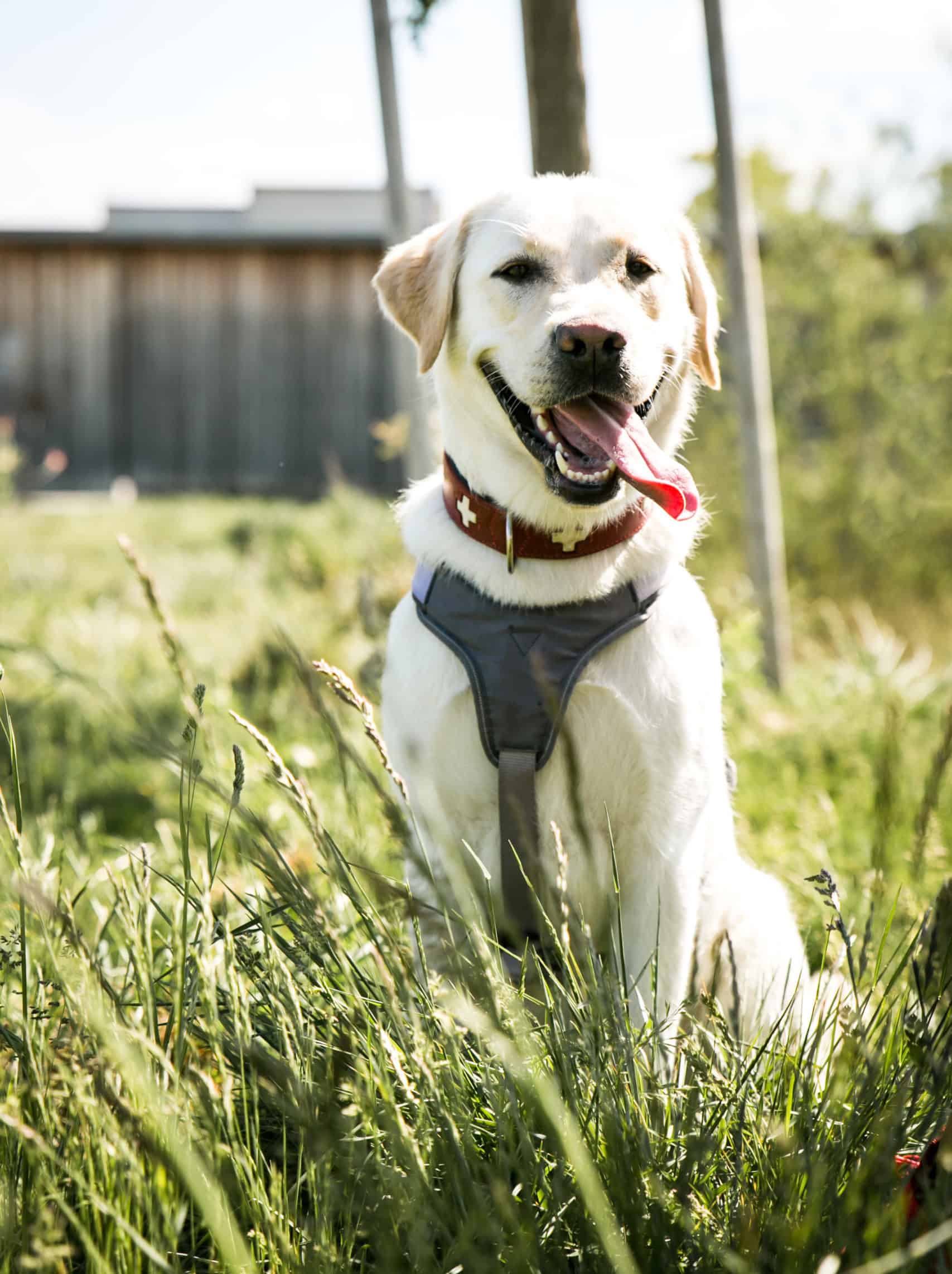 Ein Hund sitzt auf der Wiese.