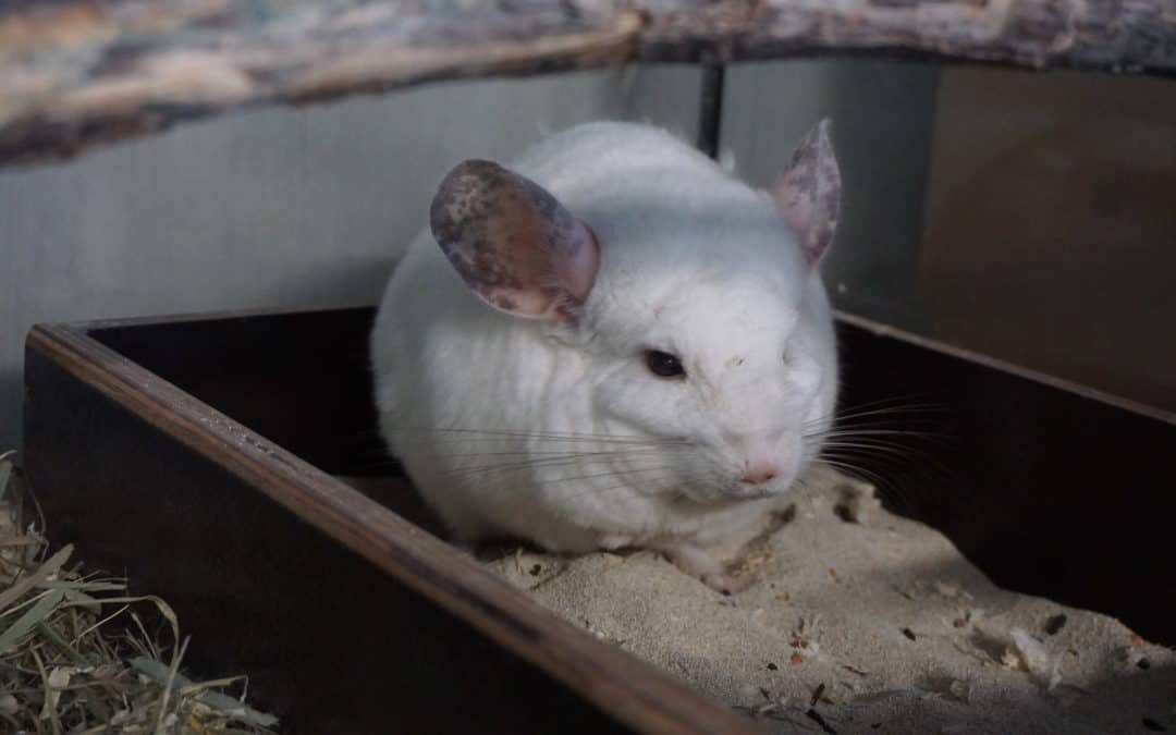 Informationen über die Haltung von Chinchillas