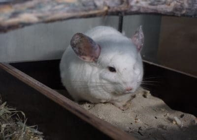 Informationen über die Haltung von Chinchillas