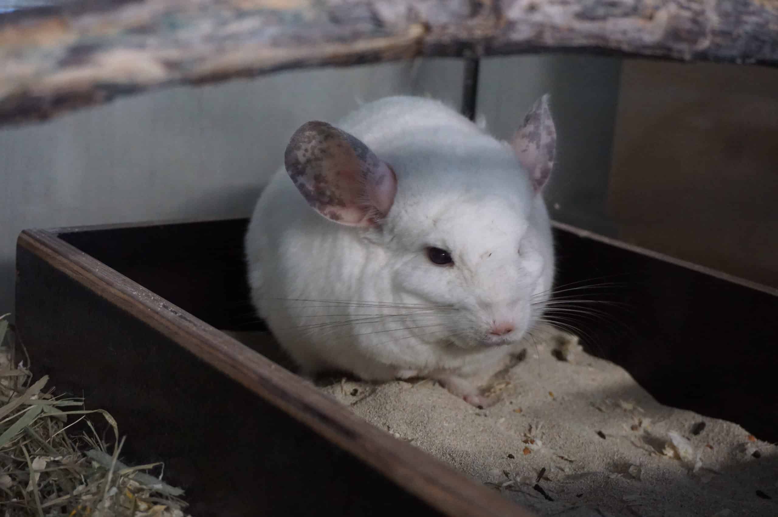 Informationen über die Haltung von Chinchillas TierQuarTier Wien