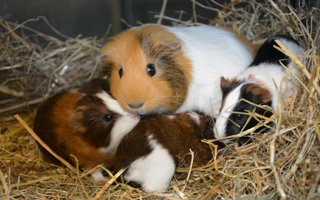 Informationen über die Haltung von Meerschweinchen
