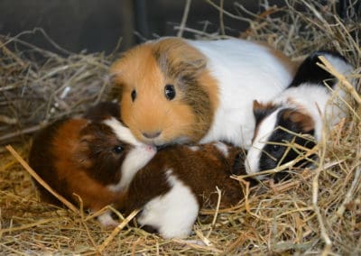 Informationen über die Haltung von Meerschweinchen