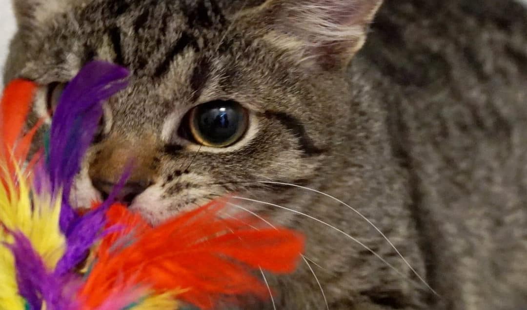 Informationen über den Spieltrieb von Katzen