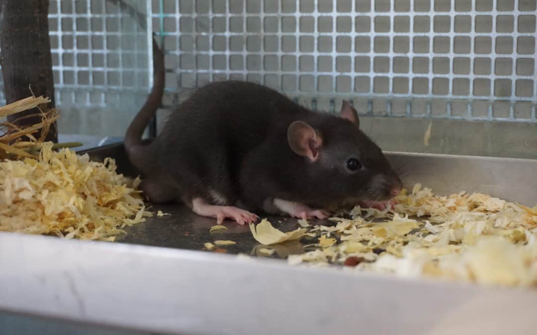 Informationen über die Haltung von Ratten