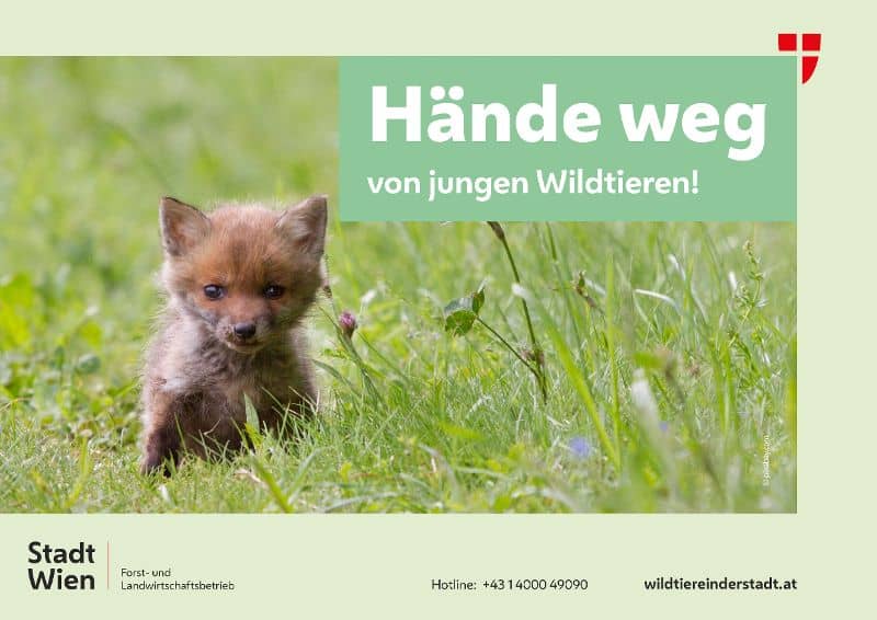 Hände weg von jungen Wildtieren!