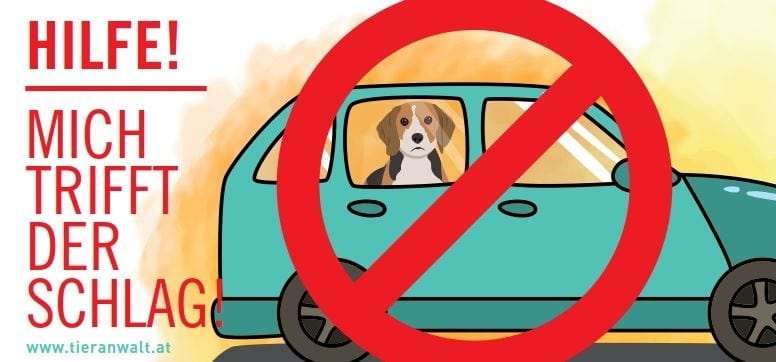 Oft unterschätzt: Hund im Auto = Hitzschlag-Gefahr