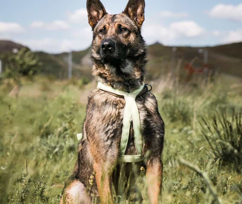 WICHTIG: Tiere chippen und registrieren lassen.