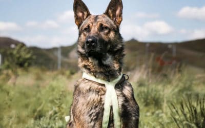 WICHTIG: Tiere chippen und registrieren lassen.