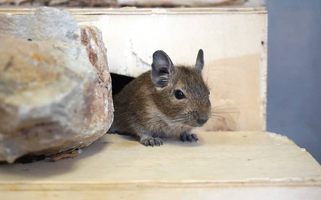 Informationen über die Haltung von Degus