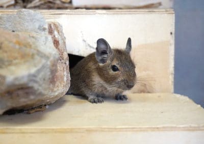 Informationen über die Haltung von Degus