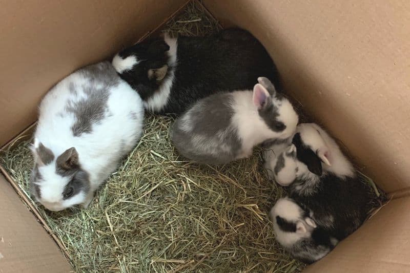 Sechs Kaninchen in Karton