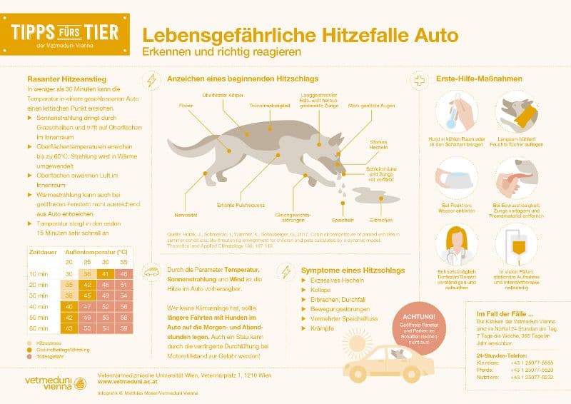 Erste Hilfe beim Hund + Infografik »