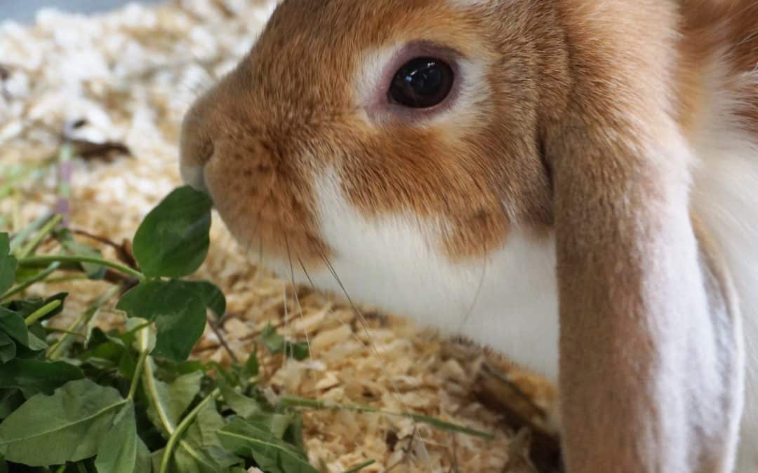 Informationen über die Ernährung von Kaninchen