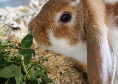 Informationen über die Ernährung von Kaninchen