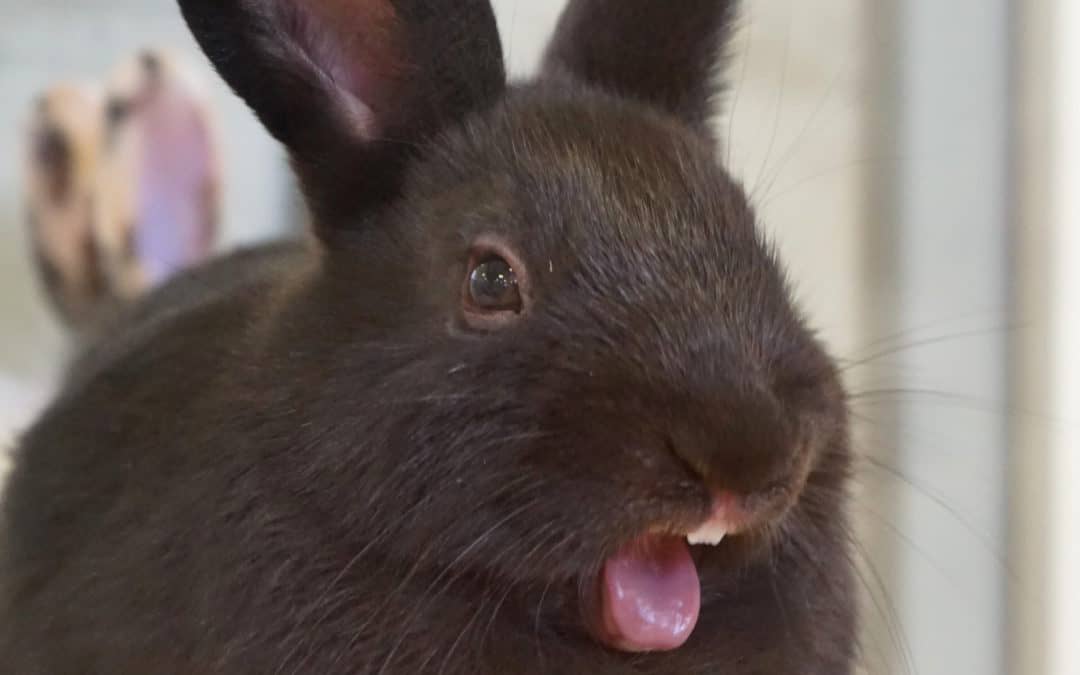 Informationen über Kaninchenzähne