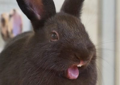 Informationen über Kaninchenzähne
