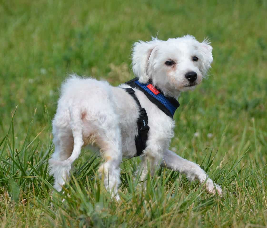 Ein Hund sitzt auf der Wiese.