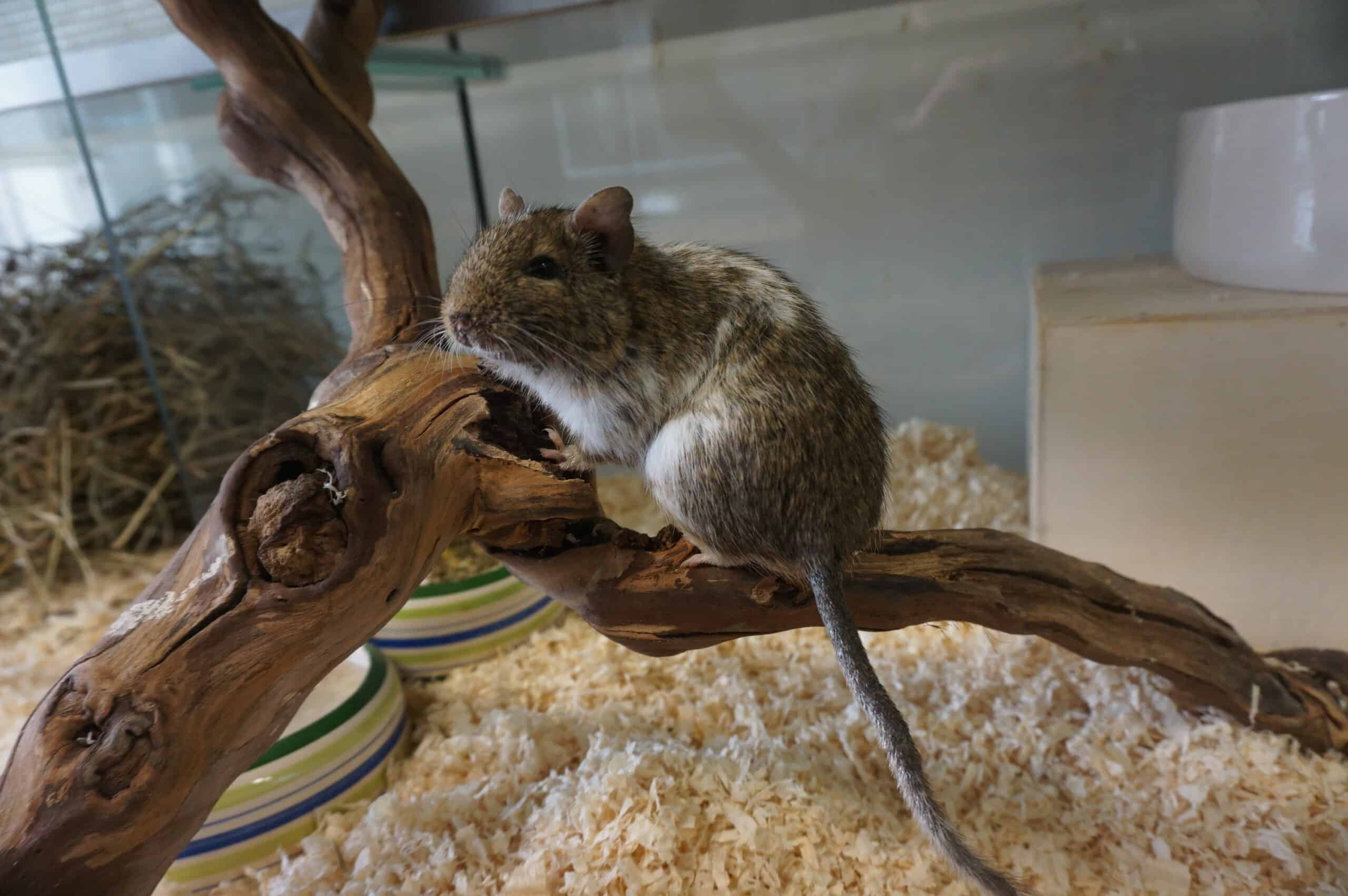Degus