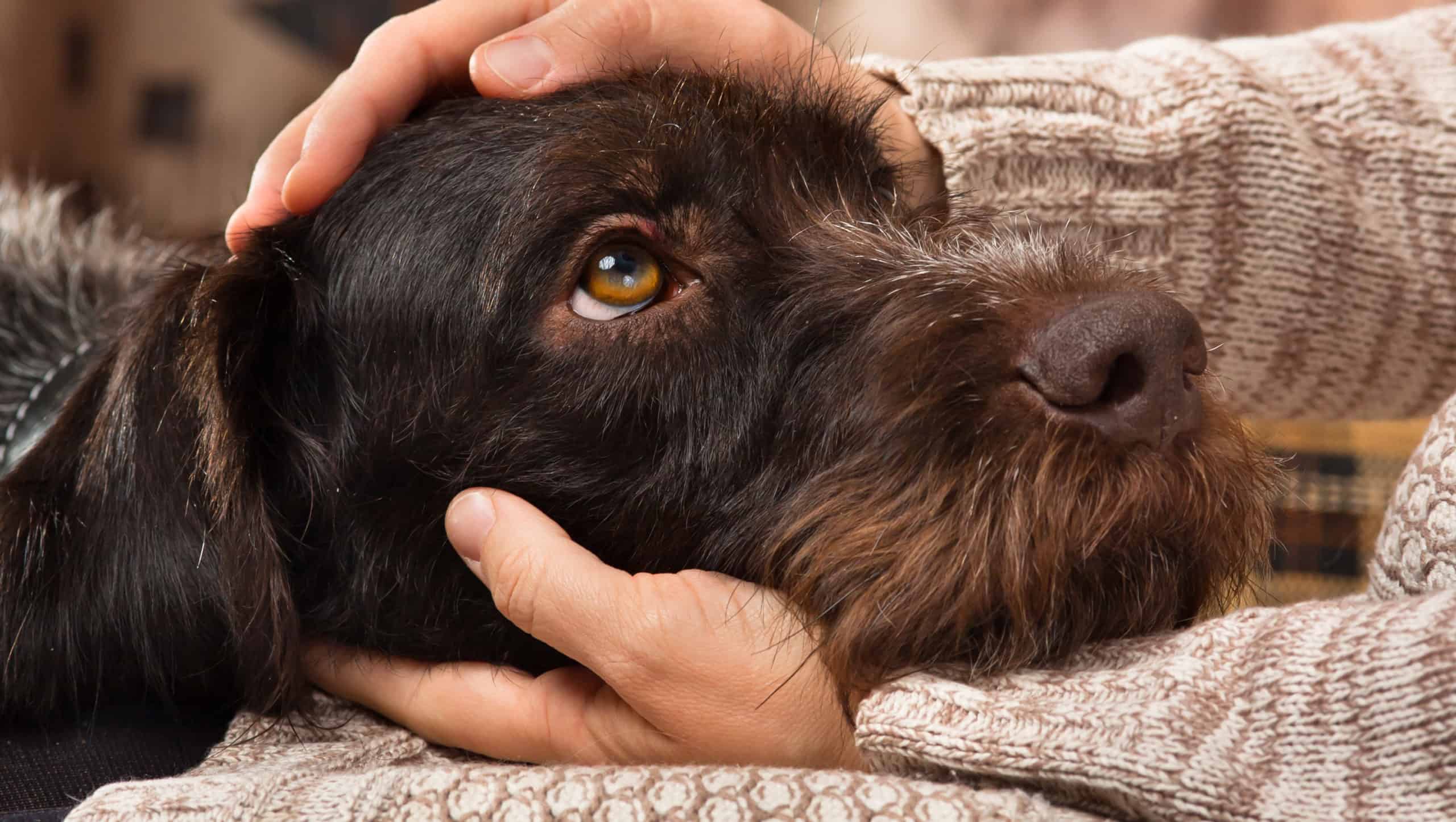 hands of owner petting a dog