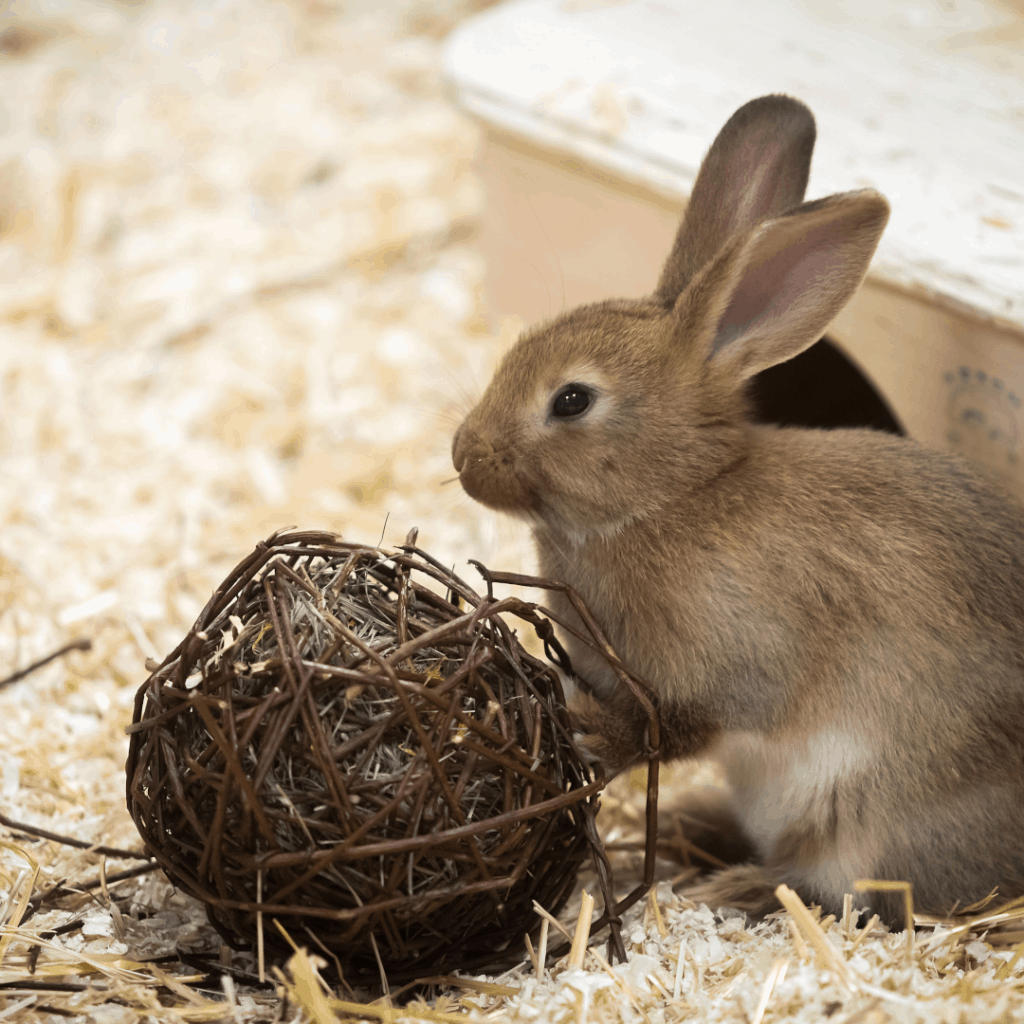 Hilfe-fuer-gestresste-tiere