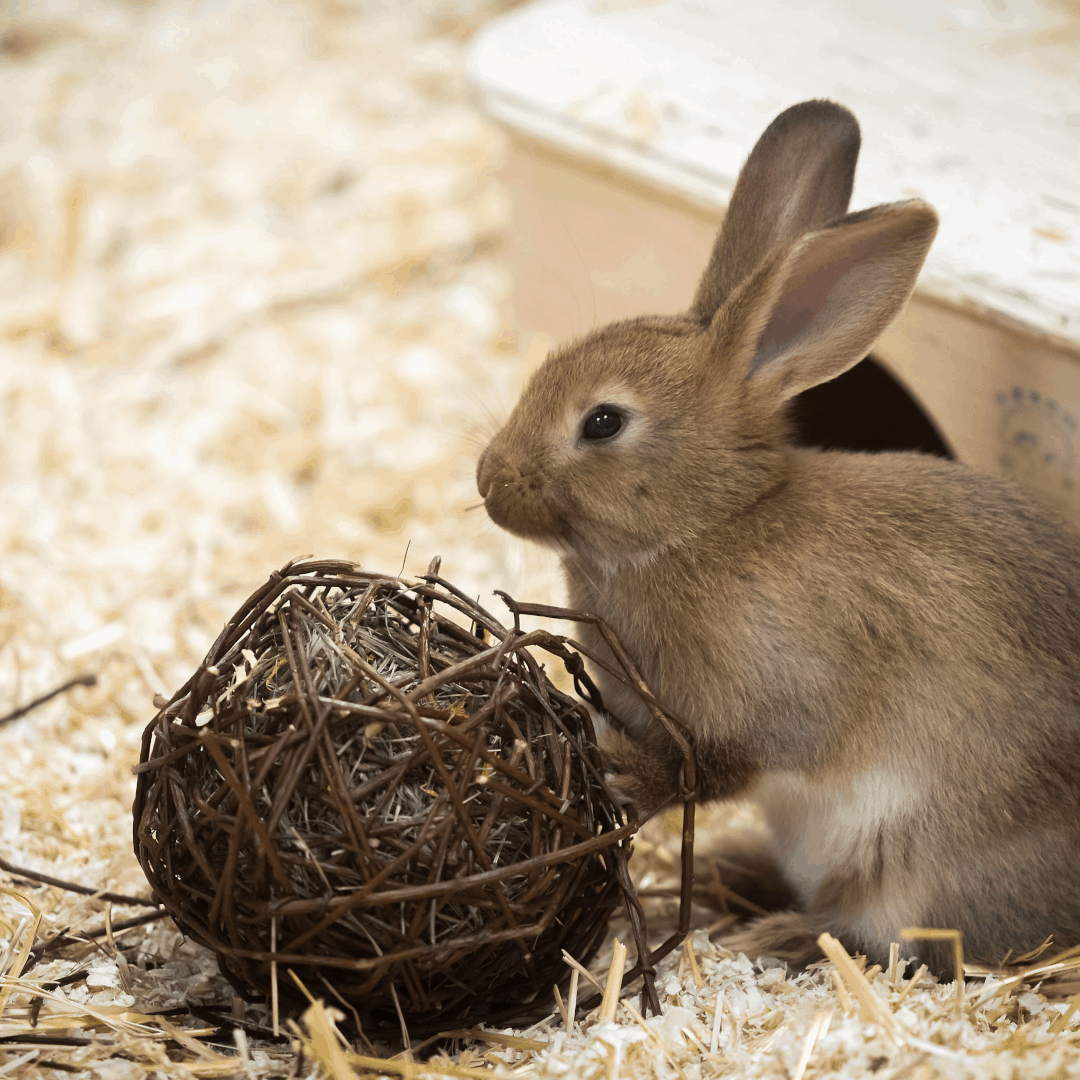 Webseite_Vorlage_1-1_SP_Außengehege für Kaninchen