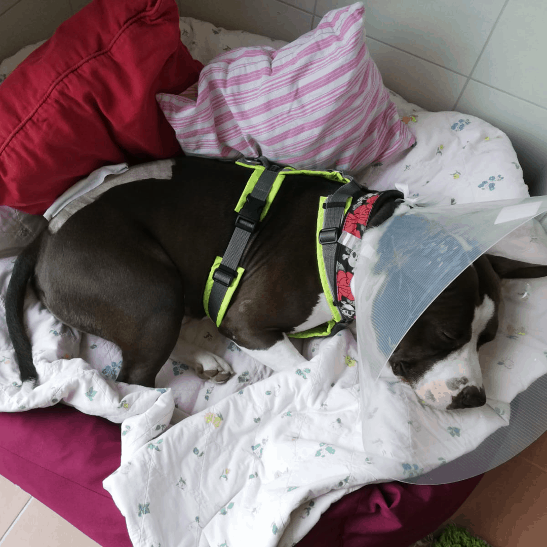 Webseite_Vorlage_1-1_SP_Notfall Tyson Tierpatenschaft für Hunde