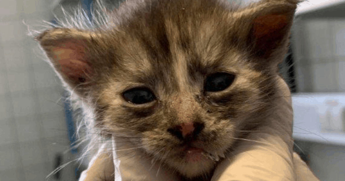 Animal Hoarding: 62 Kätzchen aus kleiner Wohnung gerettet