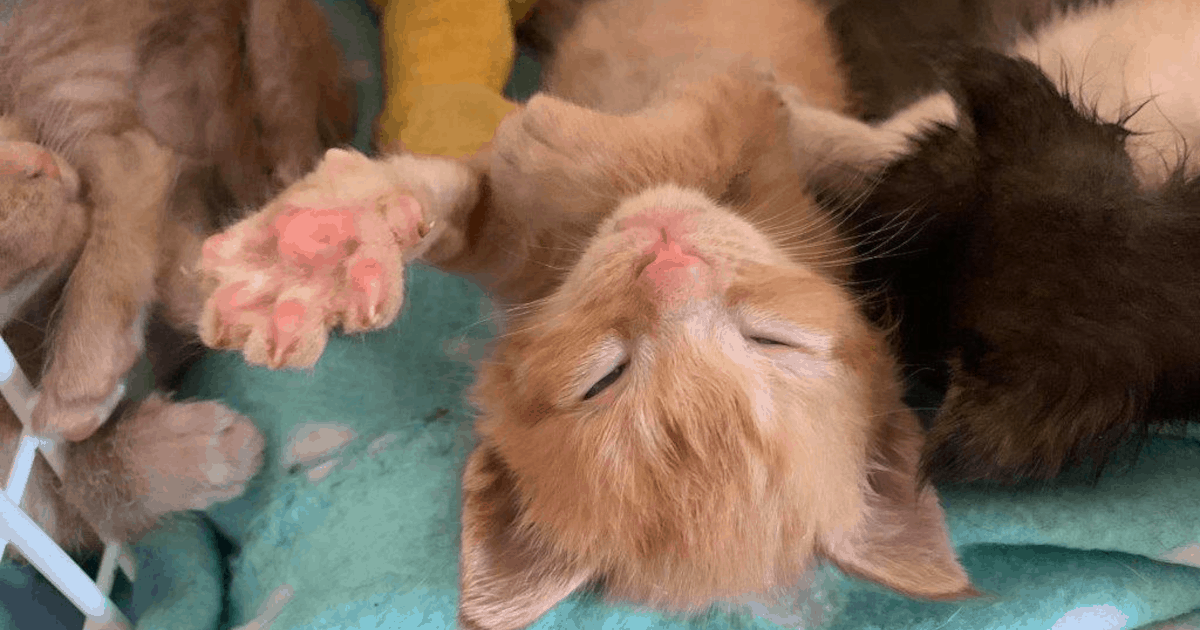 Animal Hoarding: 62 Kätzchen aus kleiner Wohnung gerettet!