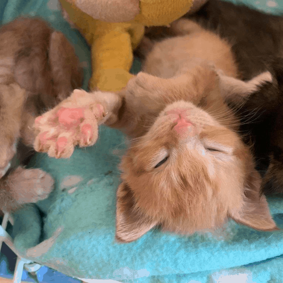 Animal Hoarding: Kätzchen aus kleiner Wohnung gerettet!